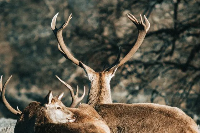 Susitikimas su gamtos fotografu M. Čepuliu